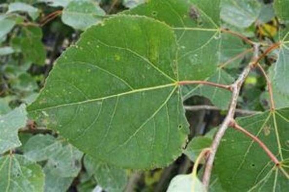 Aspen sai para a infusão de cura